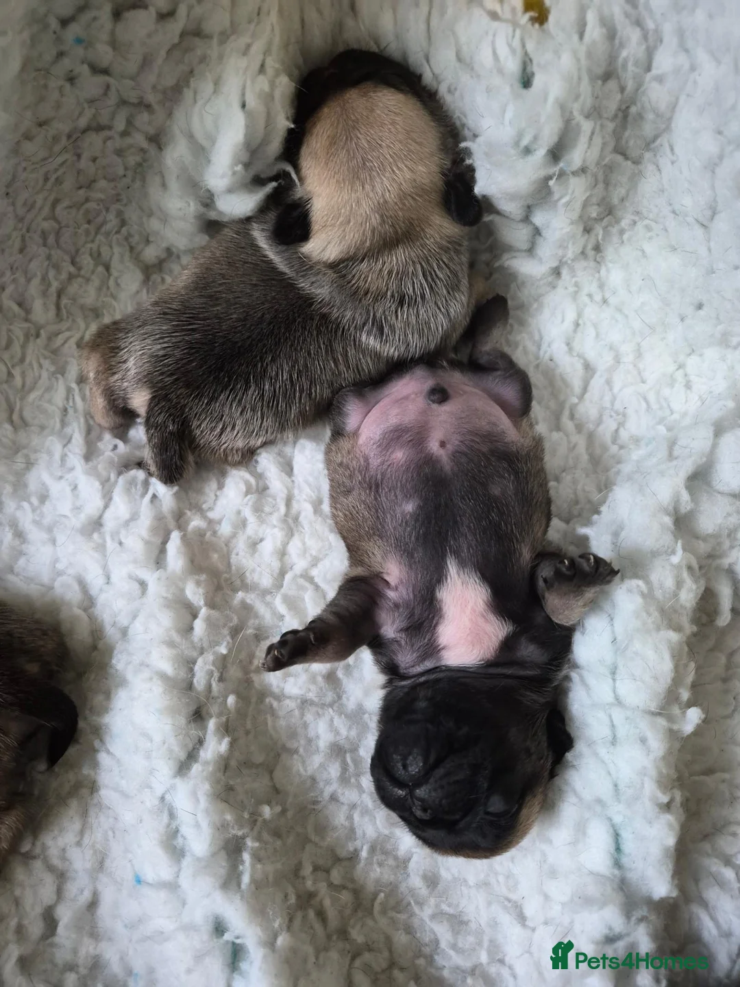 Pug dogs for sale: Pure pugs in Nottingham - Advert 2