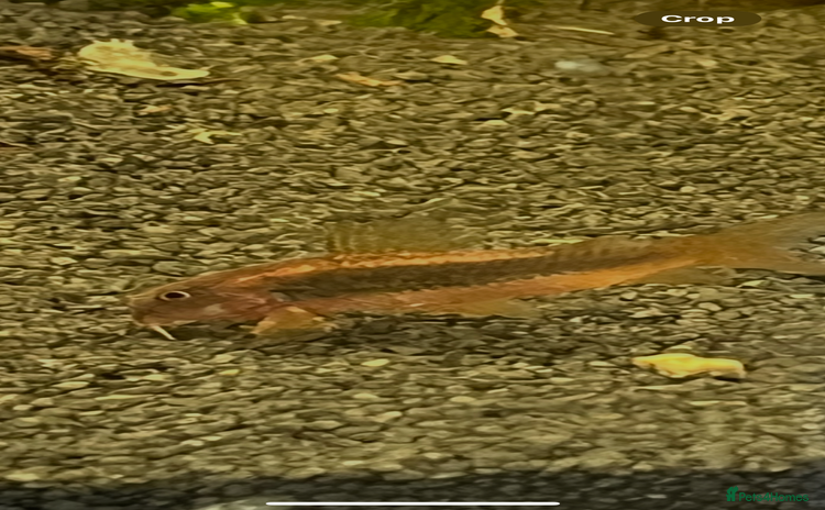 Corys fish - Advert 8