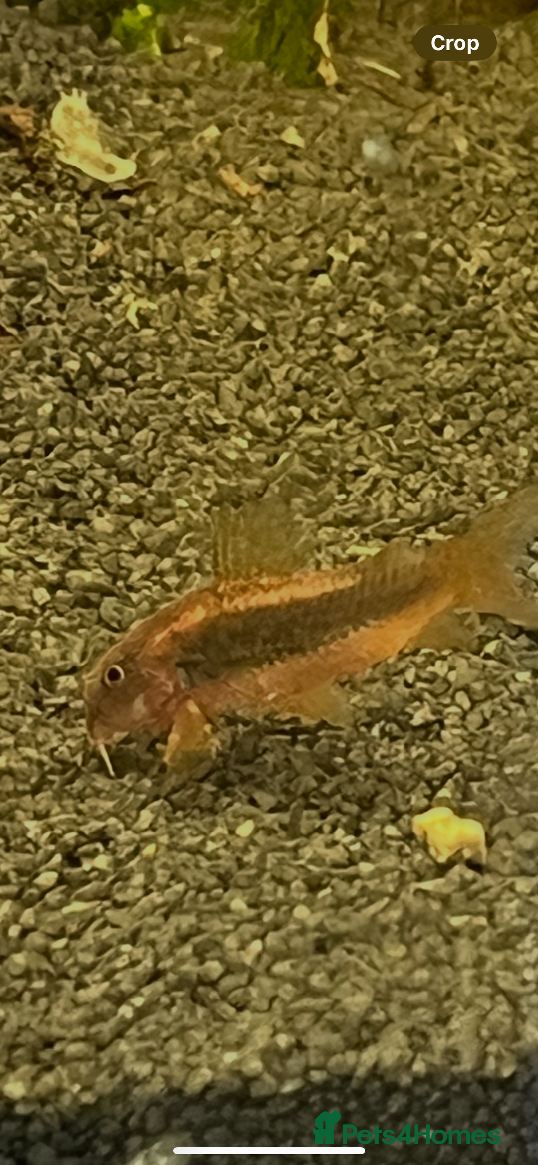 Corys fish for sale: Red Lazer Corys. £15. - Image 1