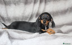 Dachshund dogs for sale: DACHSHUNDS READY NOW - Image 17