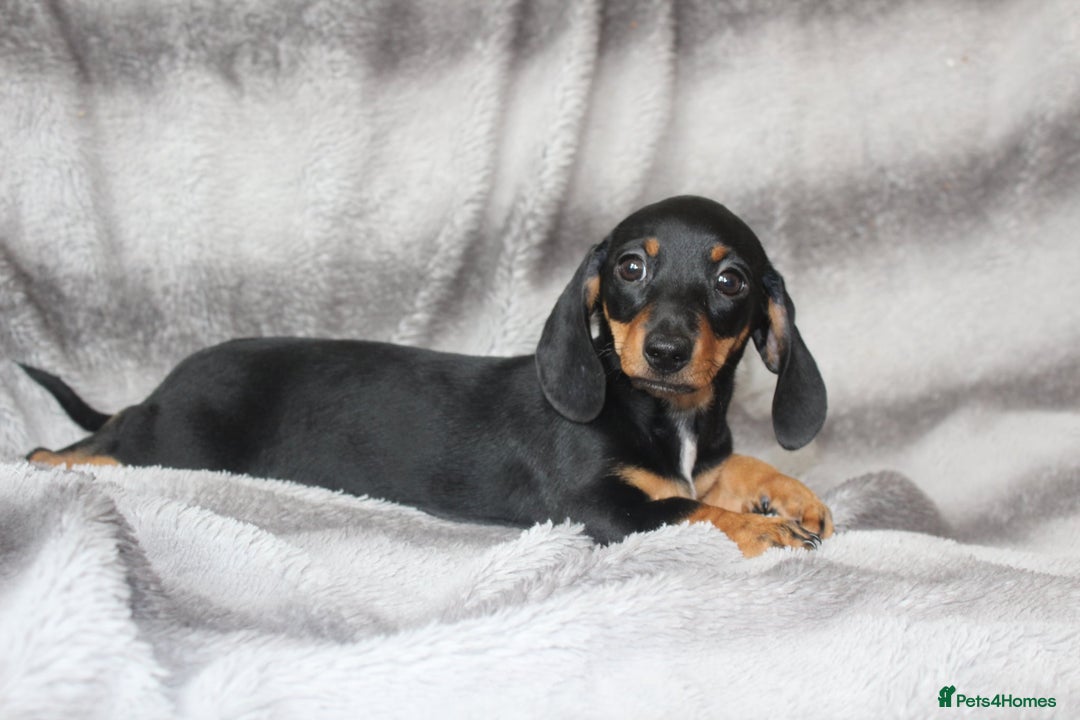 Dachshund dogs for sale: DACHSHUNDS READY NOW - Image 17