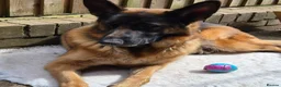 German Shepherd dogs for sale: Beautiful German shepherd puppies 1 left - Advert 19