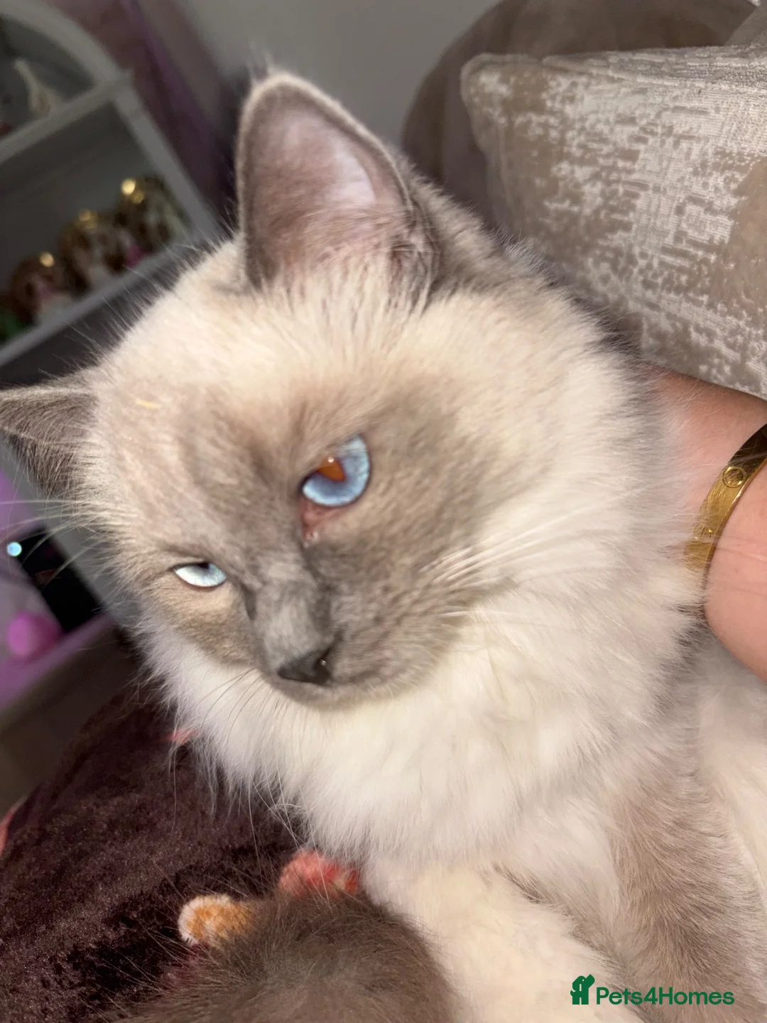 Ragdoll cats for sale: 💙 Last blue ragdoll x DSH boy  - Advert 2