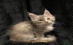 Maine Coon cats for sale: Monarch Maine coon cats - Image 2