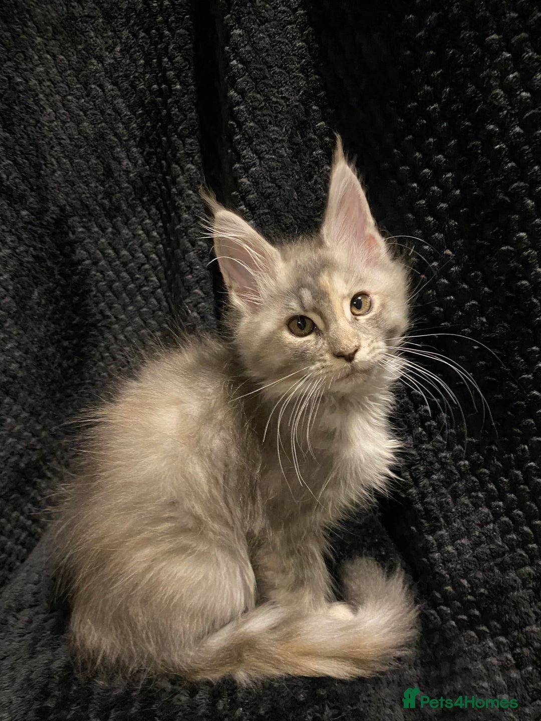 Maine Coon cats for sale: Monarch Maine coon cats - Image 2