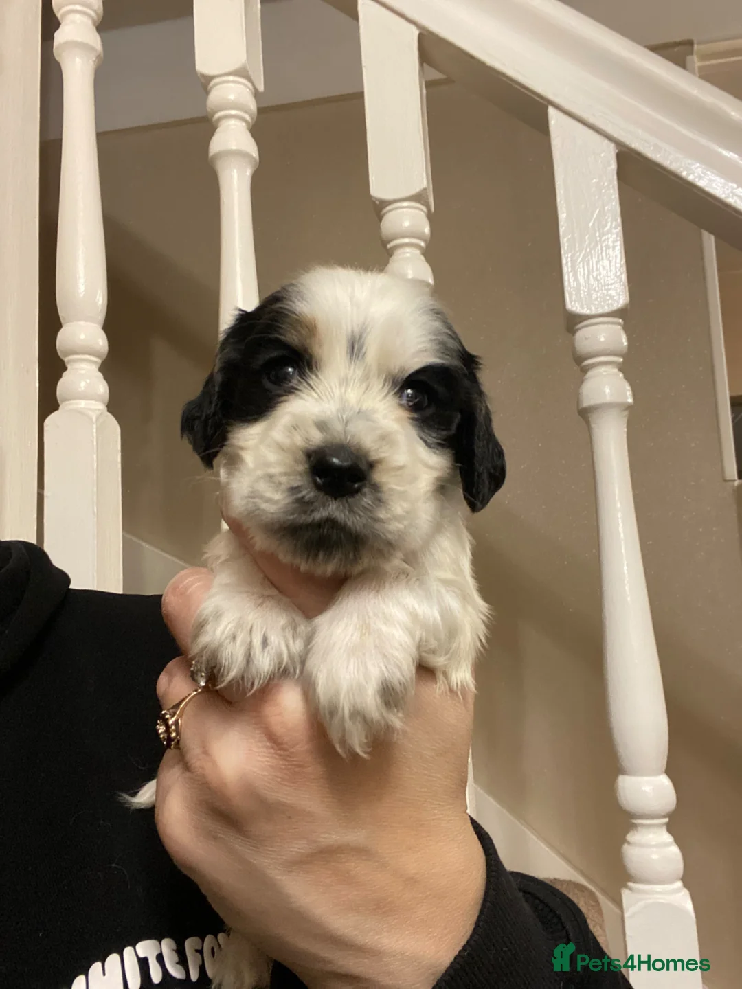 Cocker Spaniel dogs for sale: Beautiful show cocker spaniel kc reg 3 boys - Advert 41