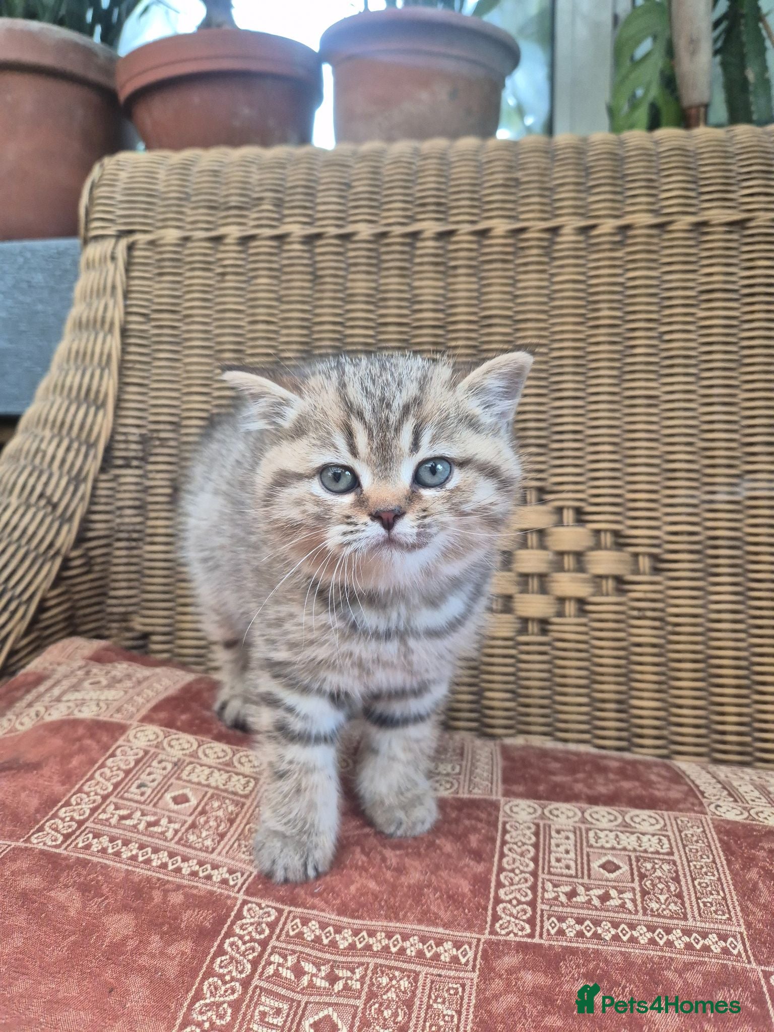 British Shorthair cats 💙ABSOLUTELY STUNNING BRITISH SHORTHAIR BOYS💙 - Advert 2