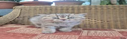 British Shorthair cats for sale: 💙ABSOLUTELY STUNNING BRITISH SHORTHAIR BOYS💙 - Advert 2
