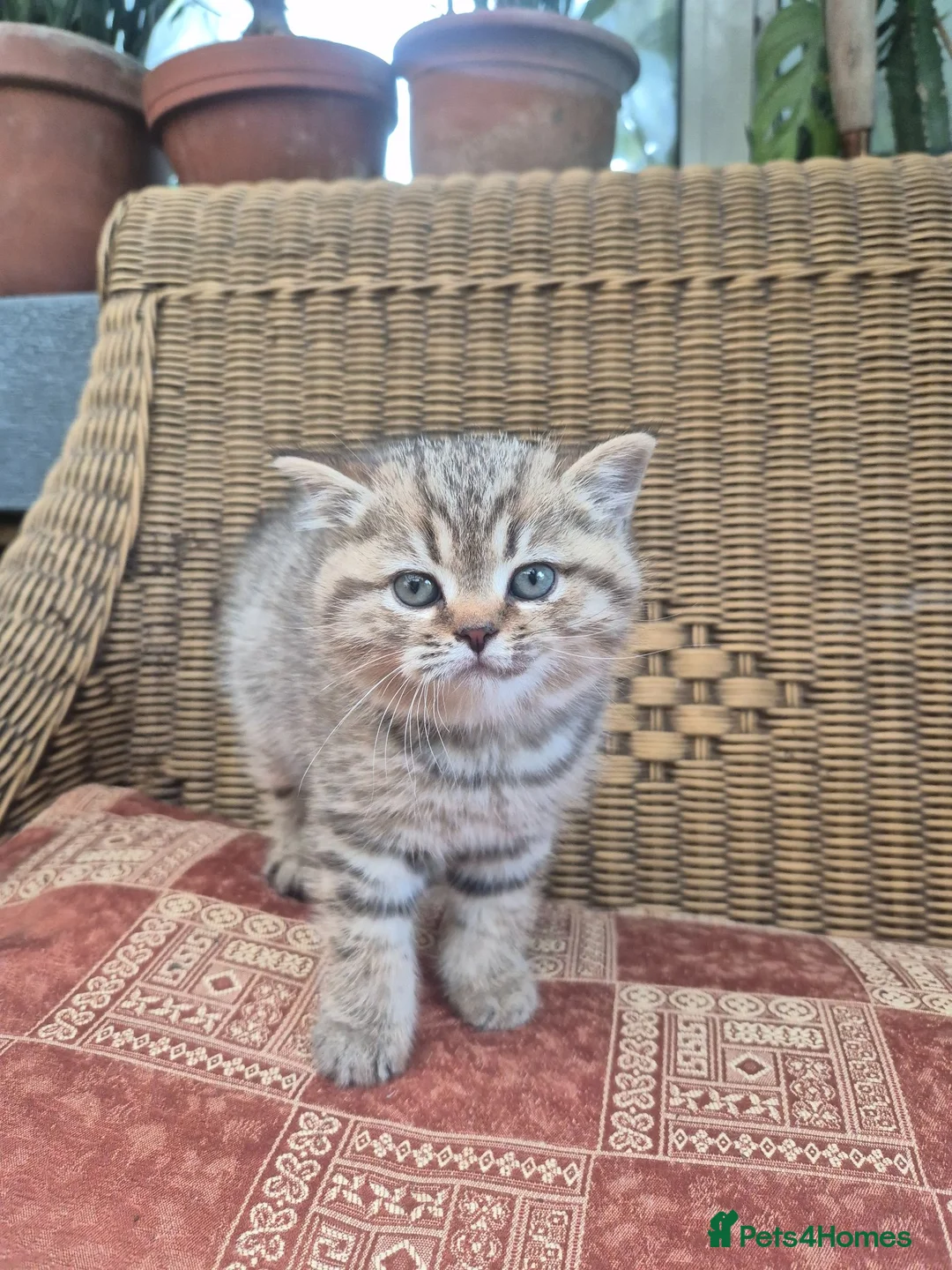 British Shorthair cats for sale: 💙ABSOLUTELY STUNNING BRITISH SHORTHAIR BOYS💙 - Advert 2