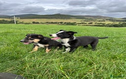 Border Collie dogs for sale: ⭐️ Border Collie Puppies ⭐️ - Image 7
