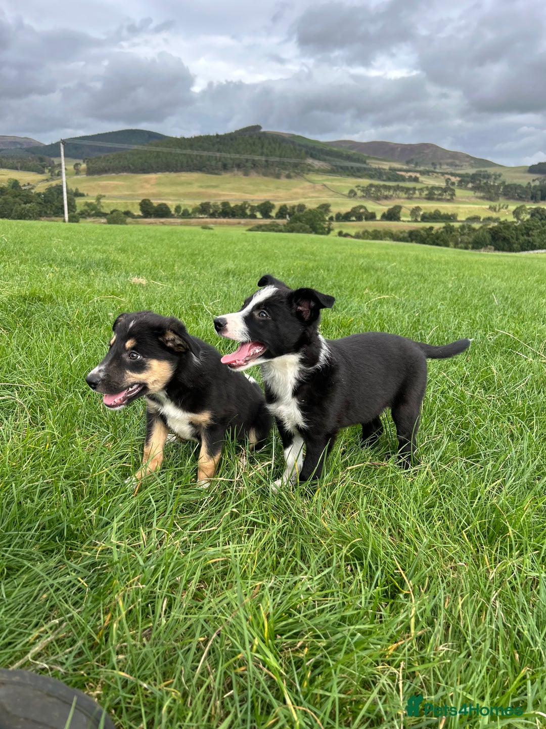 Border Collie dogs for sale: ⭐️ Border Collie Puppies ⭐️ - Image 7