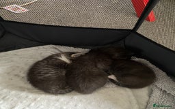 Ragdoll cats for sale: Ragdoll mix  - Image 7
