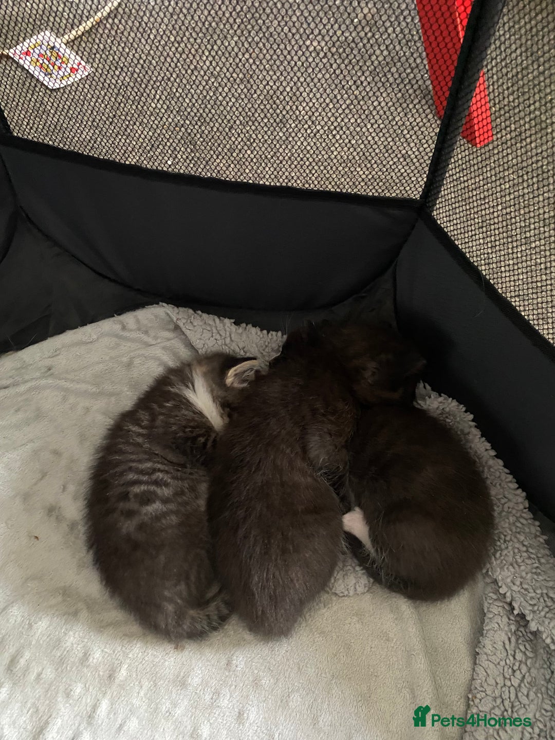Ragdoll cats for sale: Ragdoll mix  - Image 7