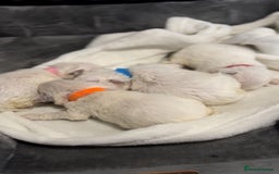 Bichon Frise dogs for sale: Beautiful Bichon Frise only 1 available  - Image 9