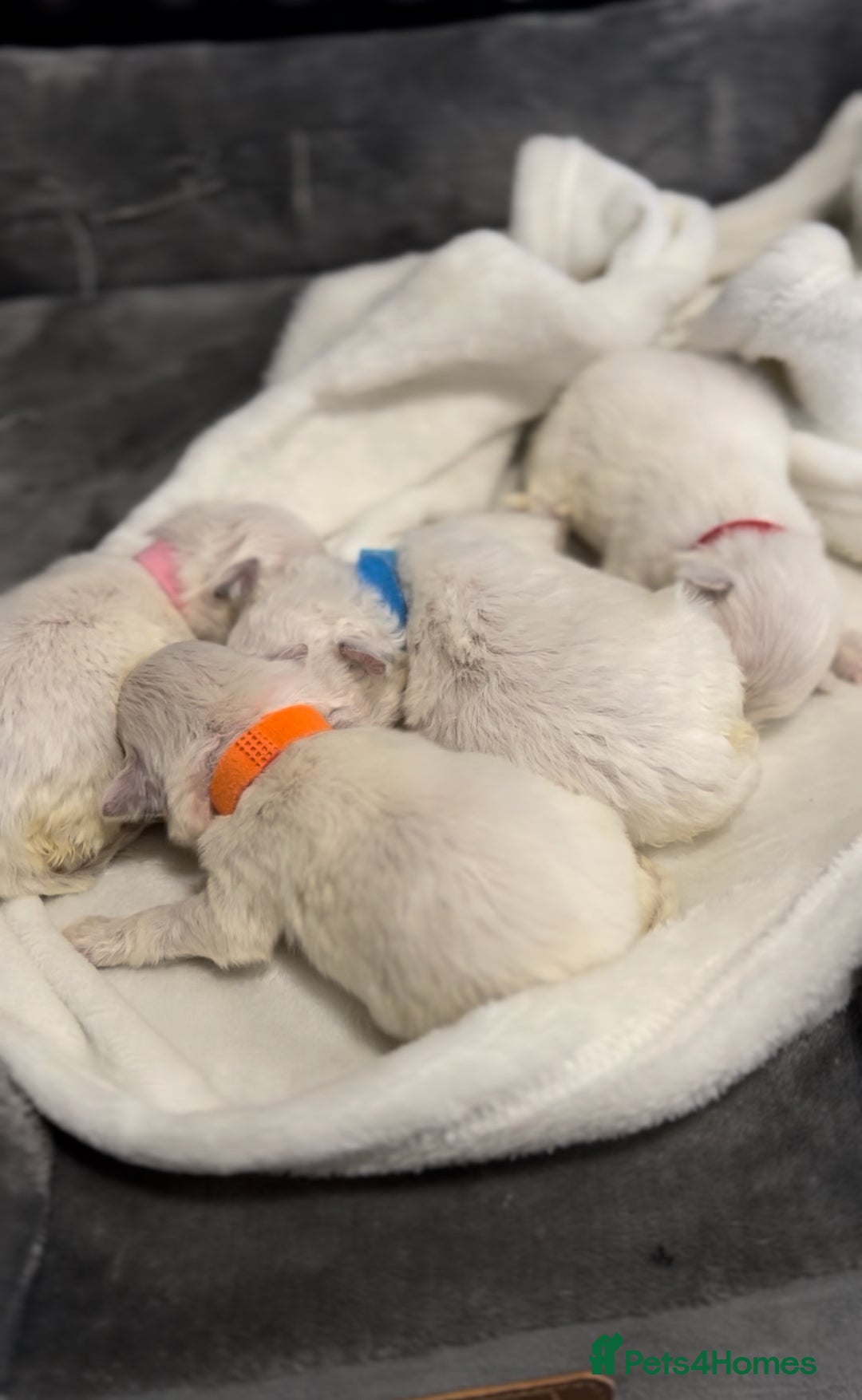 Bichon Frise dogs for sale: Beautiful Bichon Frise only 1 available  - Image 9