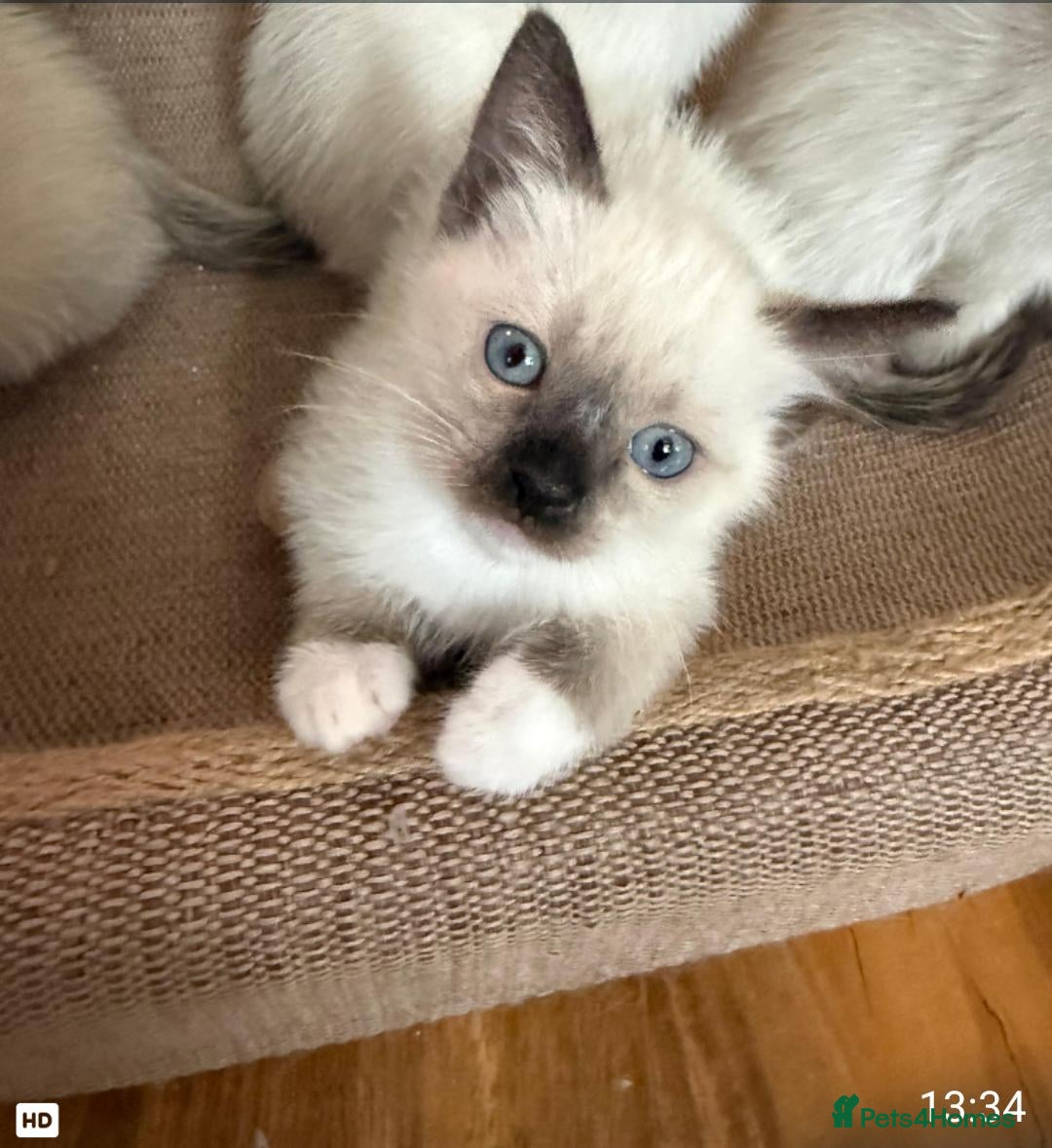 Siamese cats Siamese Old style Choco point crossed with Ragdoll - Advert 2