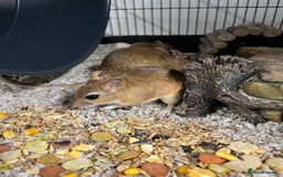 Gerbil rodents for sale: Persian Jirds - Image 6