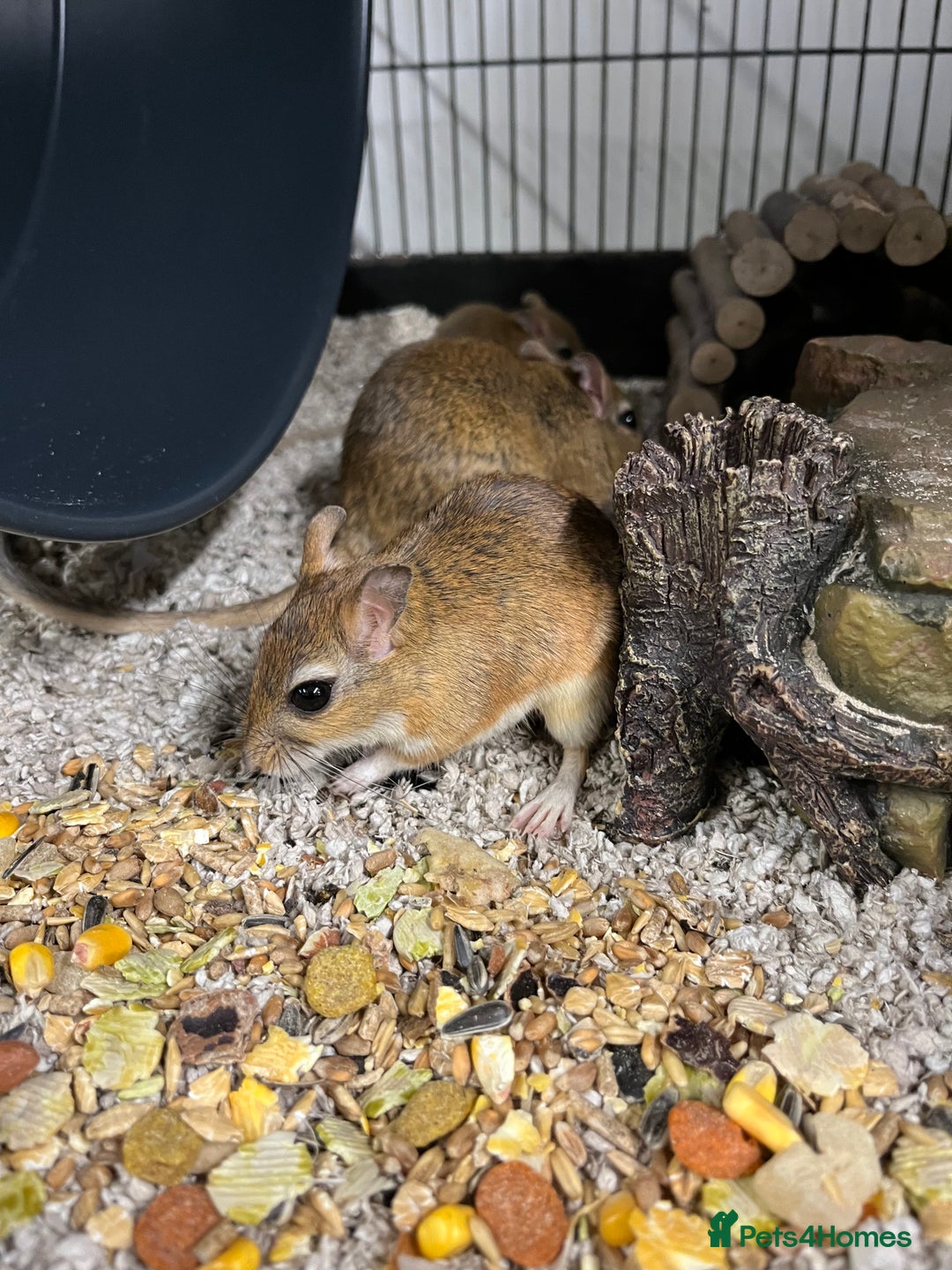 Gerbil rodents for sale: Persian Jirds - Image 6