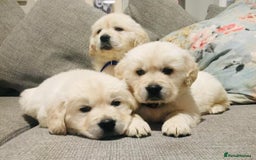 Golden Retriever dogs for sale: CHUNKY CREAM RETRIVER PUPPIES  - Image 1