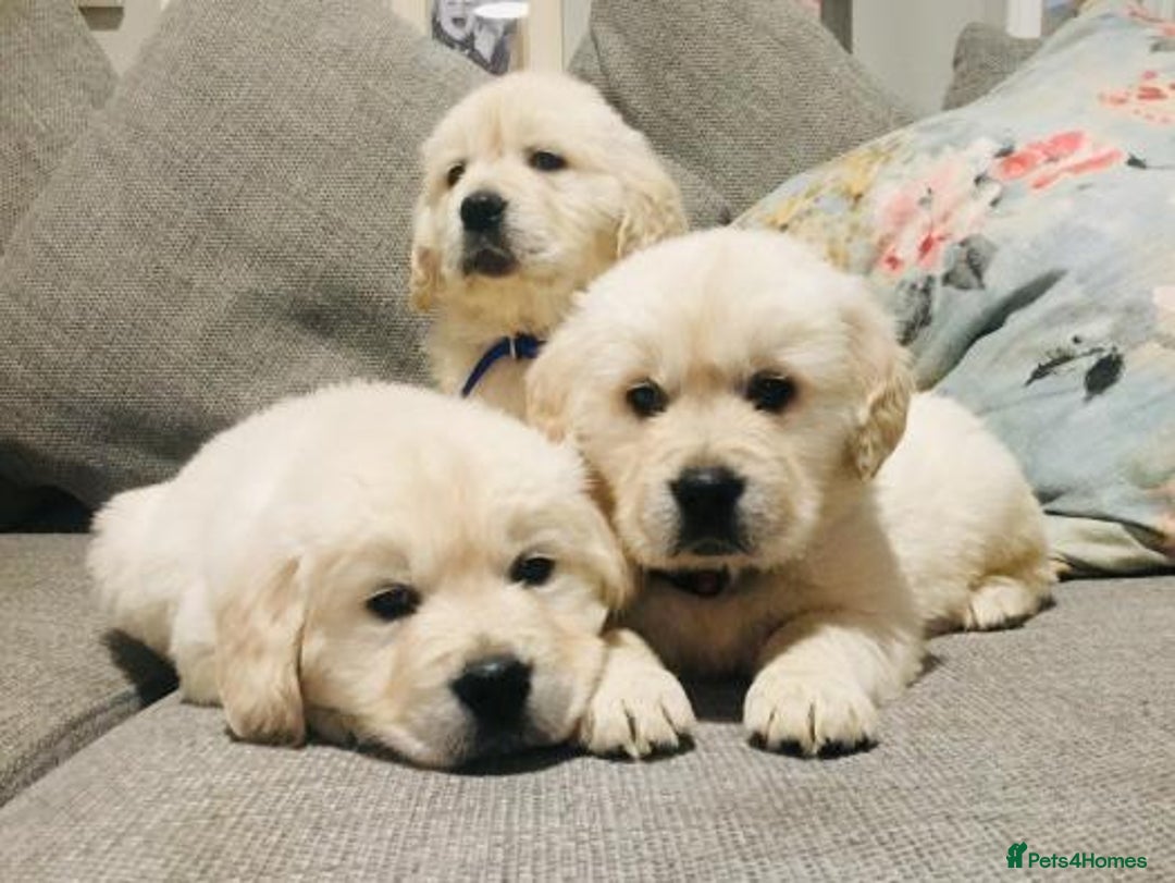 Golden Retriever dogs for sale: CHUNKY CREAM RETRIVER PUPPIES  - Image 1