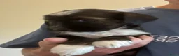Tibetan Terrier dogs for sale: Lovely KC Reg Tibetan terrier puppies - Advert 5