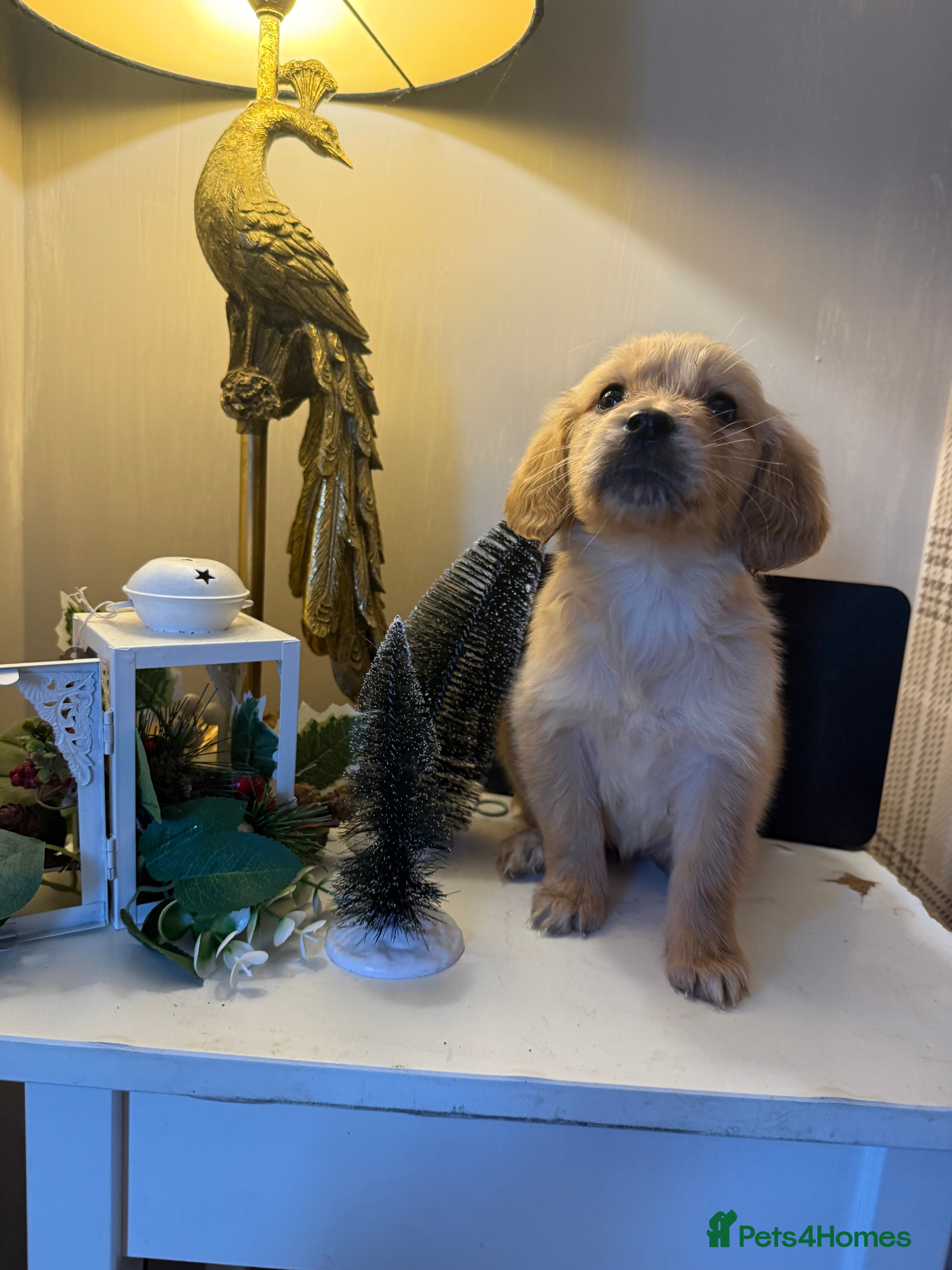 Goldador dogs Gorgeous Goldador puppies ready to go 22nd  - Advert 1