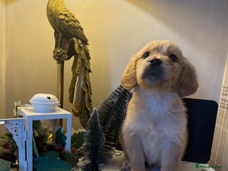 Goldador dogs Ready to leave- Gorgeous Goldador - Advert 9