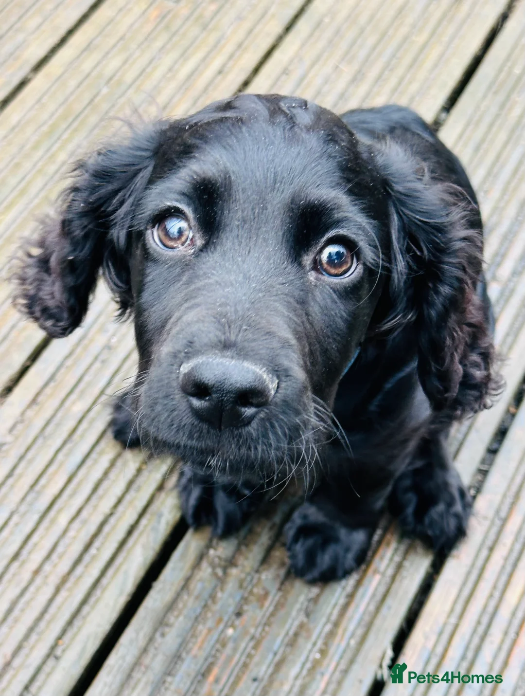 Sprocker dogs for sale: Special Little Boy Looking for His Forever Home 🐾 in Wisbech - Advert 4