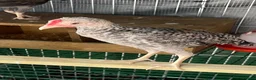 Chickens poultry for sale: 2 Modern game bantam cockerels  - Advert 7