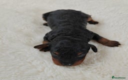 Cavapoo dogs for sale: TOY CAVAPOO DNA TESTED PARENTS AND GRANDPARENTS  - Image 16
