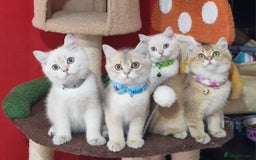 British Shorthair cats for sale: British shorthair kittens Champion parents  - Image 39