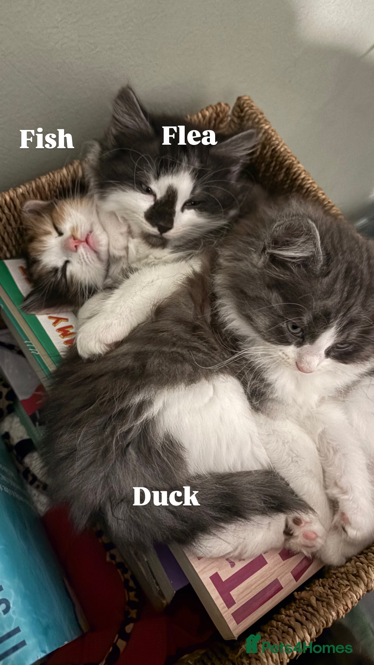 Ragdoll cats Ragdoll cross kittens | 3 Female | 1 Male - Advert 1