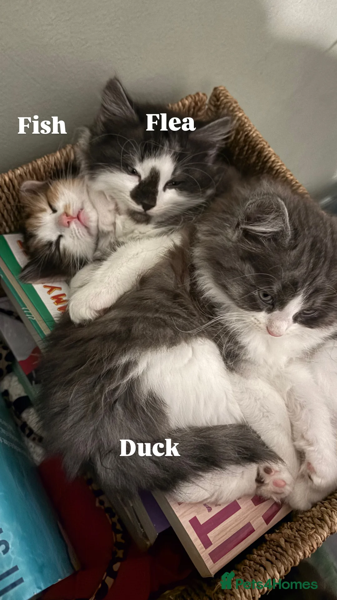 Ragdoll cats for sale: Ragdoll cross kittens | 3 Female | 1 Male - Advert 1