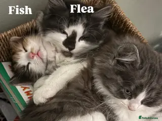 Ragdoll cats Ragdoll cross kittens | 3 Female | 1 Male - Advert 1