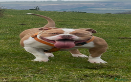 American Bully dogs for stud: American pocket bully  - Image 16