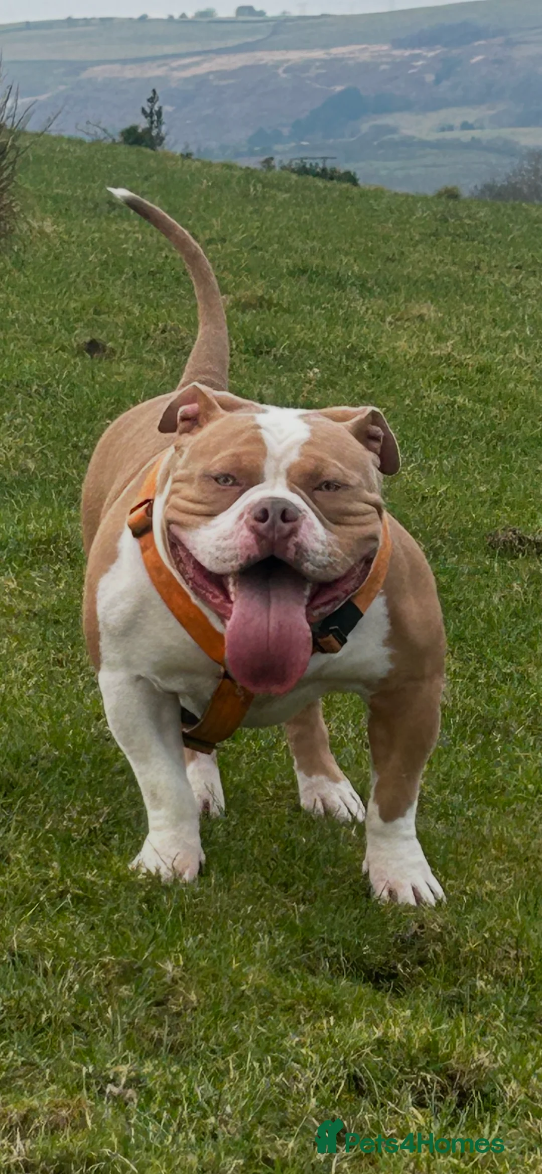 American Bully dogs for stud: American pocket bully  - Advert 16