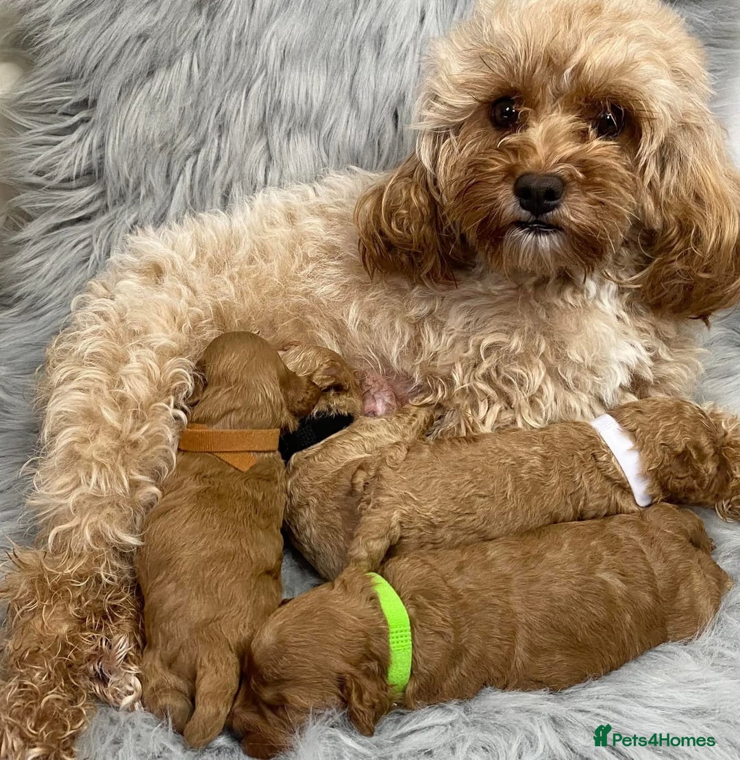 Toy Poodle dogs for stud: Toy Poodle KC - Stud and  fully health tested  - Image 18