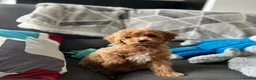 Cavapoo dogs for sale: Cavapoo puppies in Hyde - Advert 4