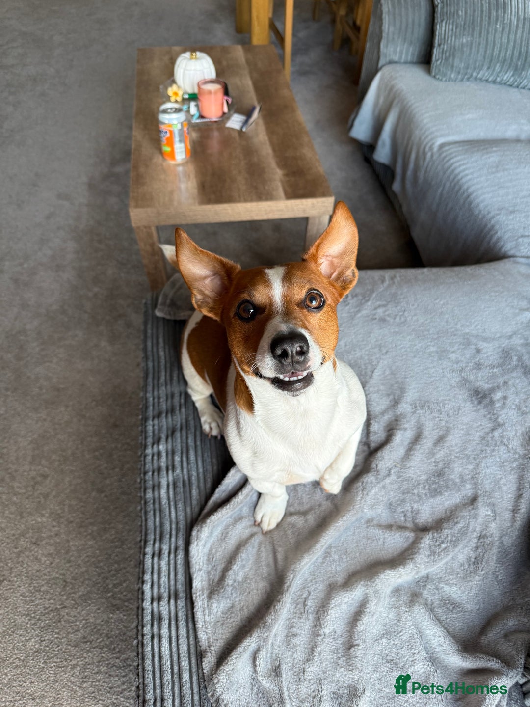 Jack Russell dogs for stud: Dog for stud  - Image 3