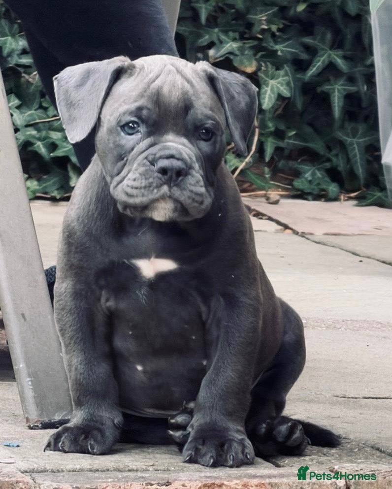 Olde English Bulldogge dogs for sale: Olde englsih bulldog puppy ready to leave  - Advert 6