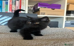 British Shorthair cats for sale: Champion GCCF Black British Shorthair Kittens - Image 13