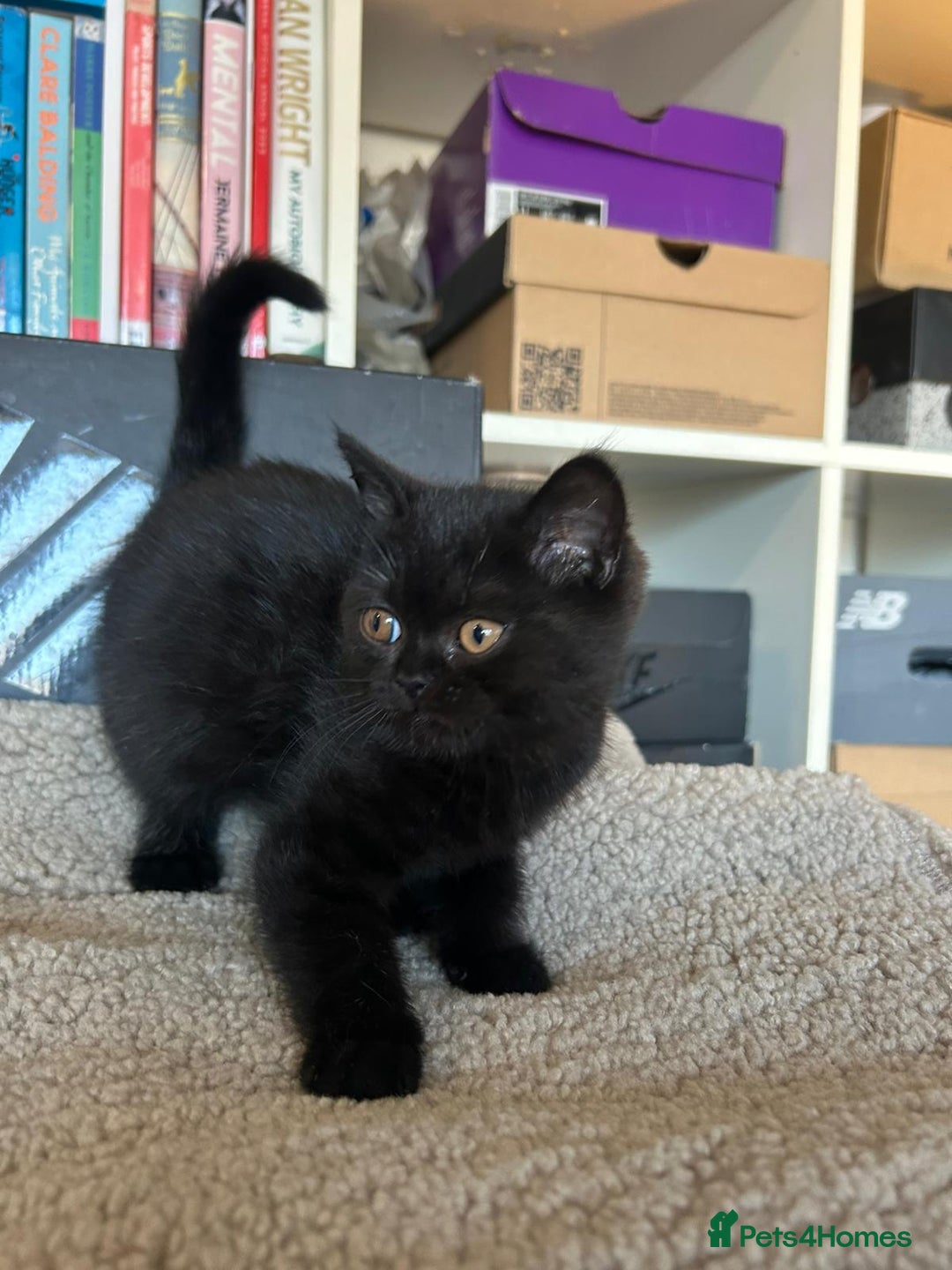 British Shorthair cats for sale: Champion GCCF Black British Shorthair Kittens - Image 13