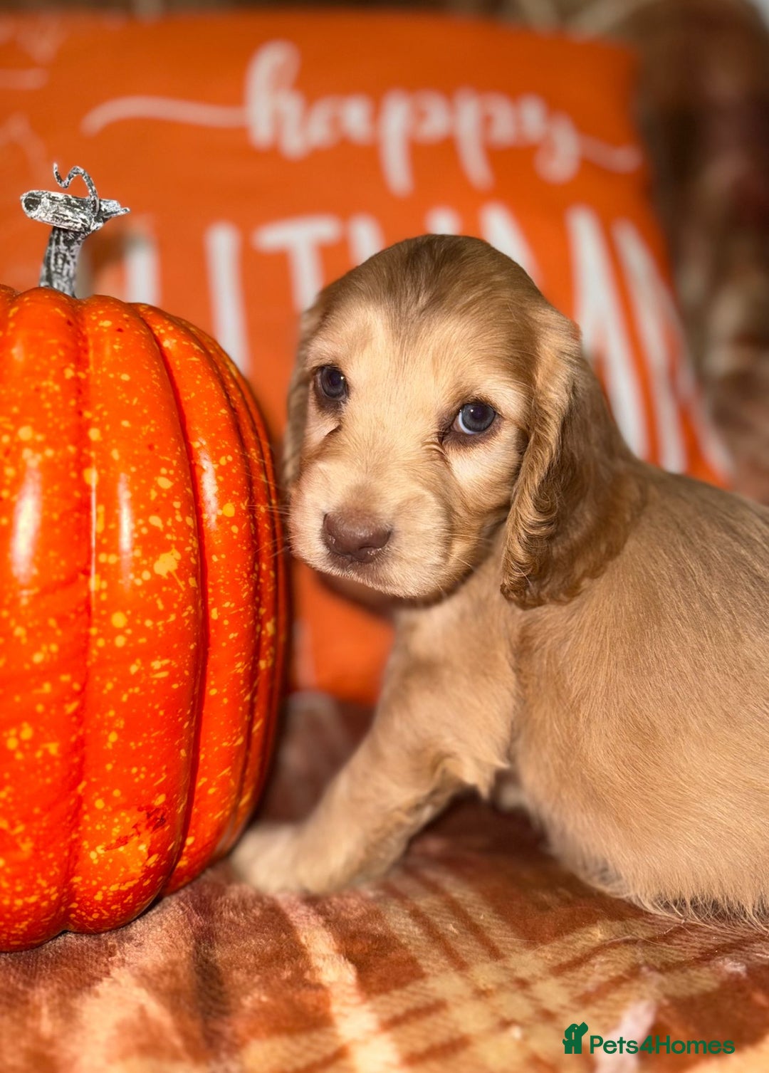 Cocker Spaniel dogs for sale: 🧡💛❤️Stunning KC Show Cocker Spaniels❤️🩷🧡 - Image 4