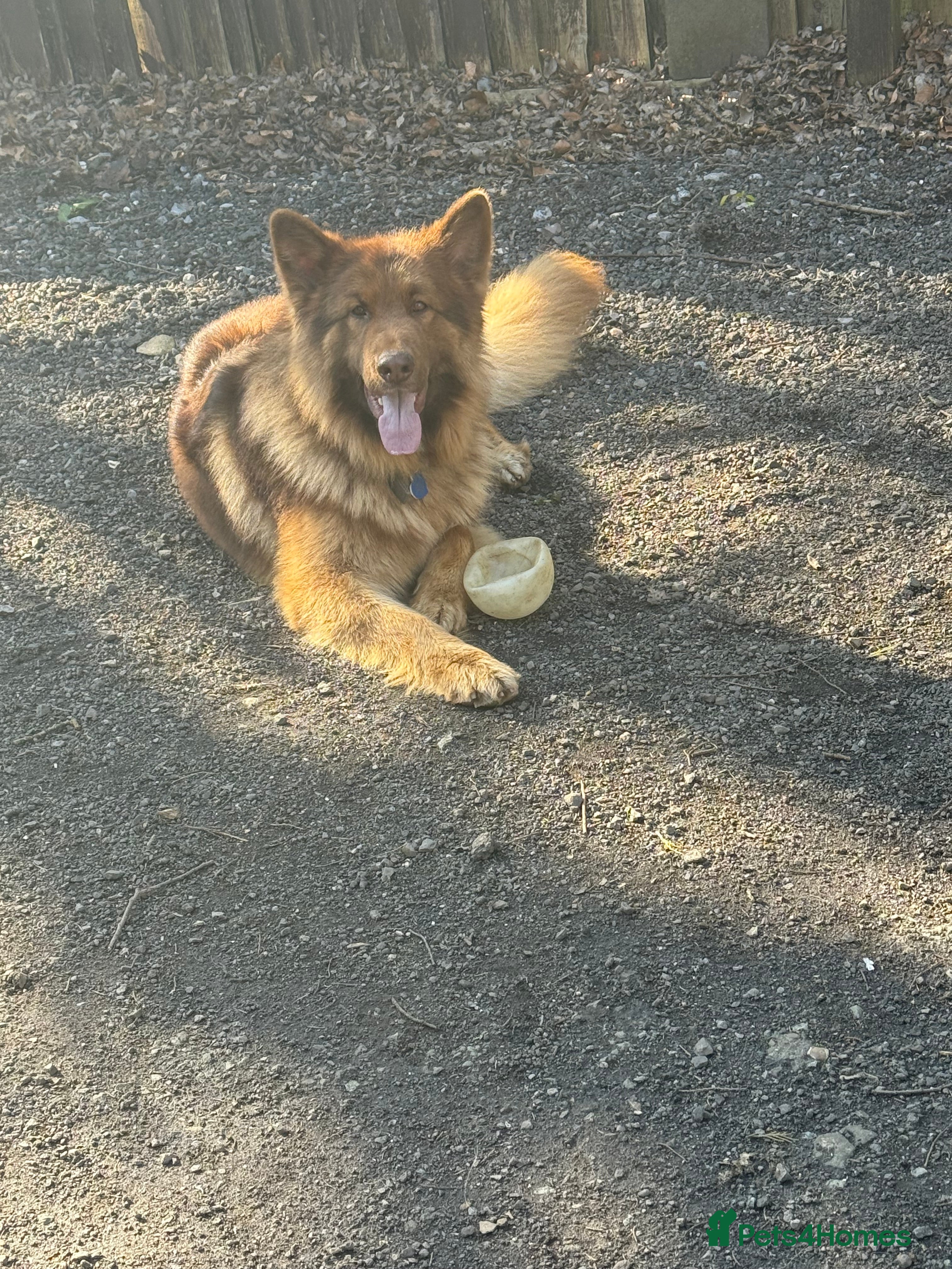 German Shepherd dogs Handsome KC liver sable GSD for stud Aristmas line - Advert 1