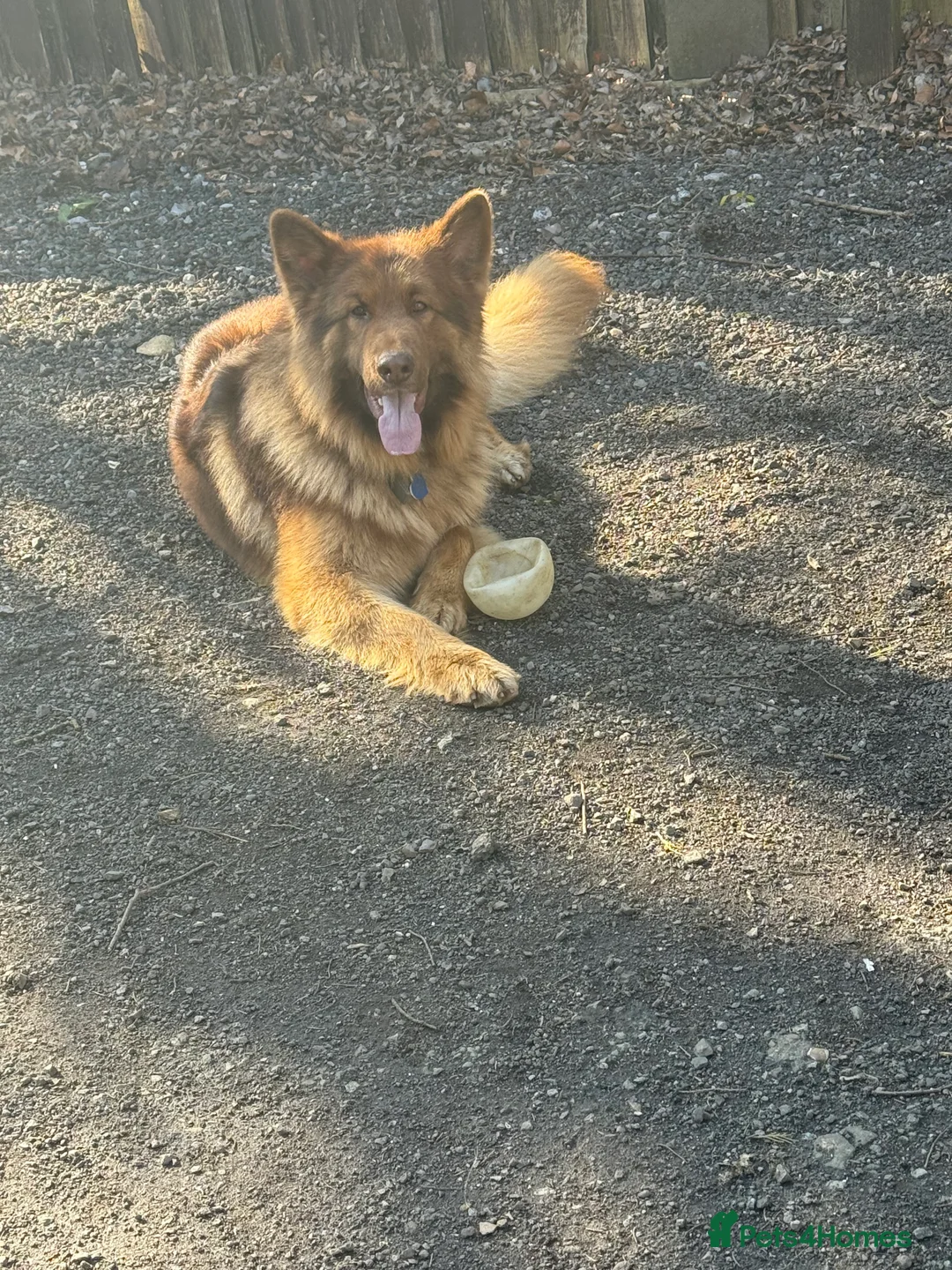 German Shepherd dogs for stud: Handsome KC liver sable GSD for stud Aristmas line - Advert 1