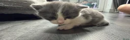 Mixed Breed cats for sale: 2 female kittens  - Advert 5