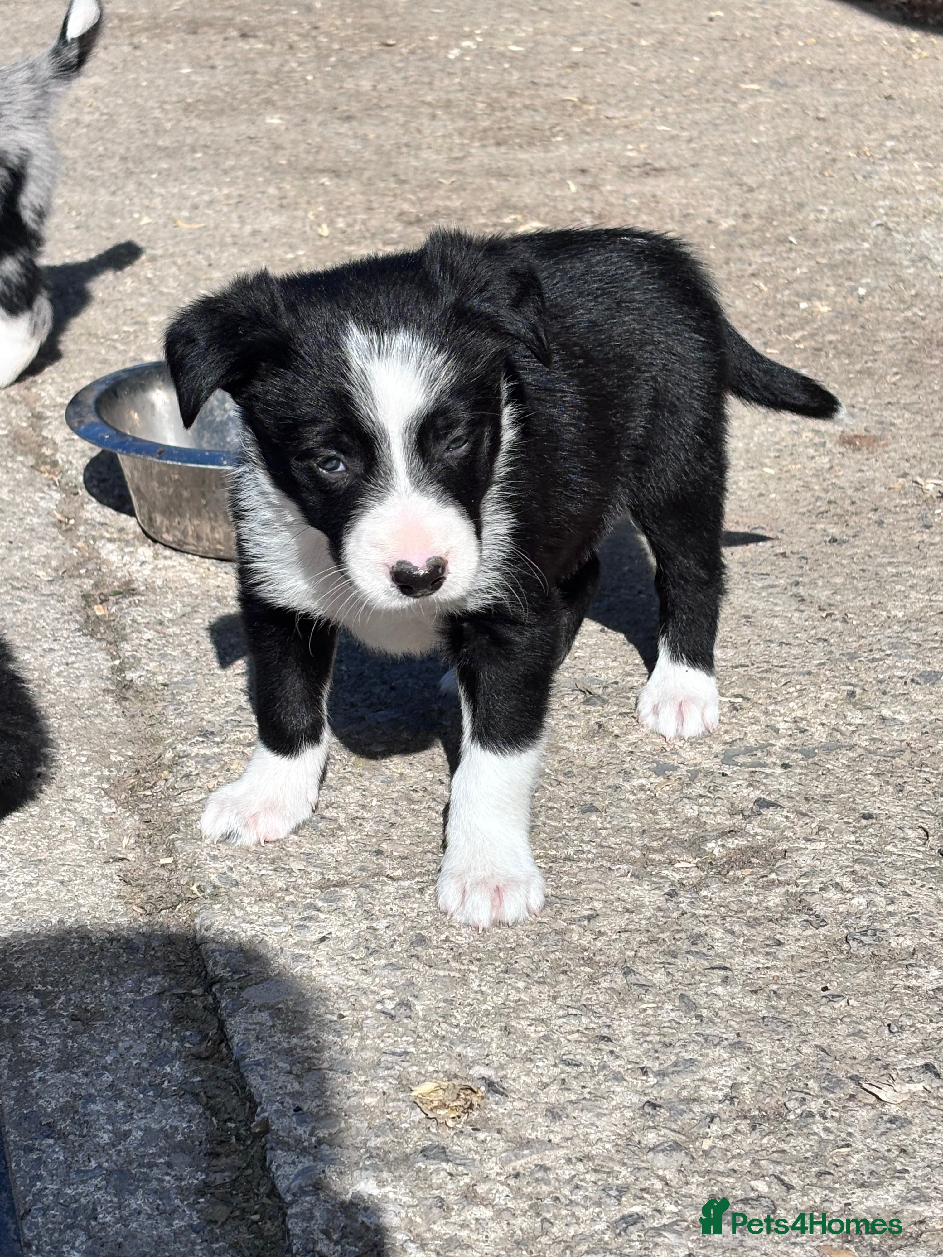 Border Collie dogs Border collies - Advert 17