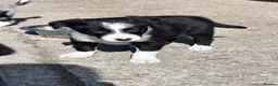 Border Collie dogs for sale: Border collies - Advert 2