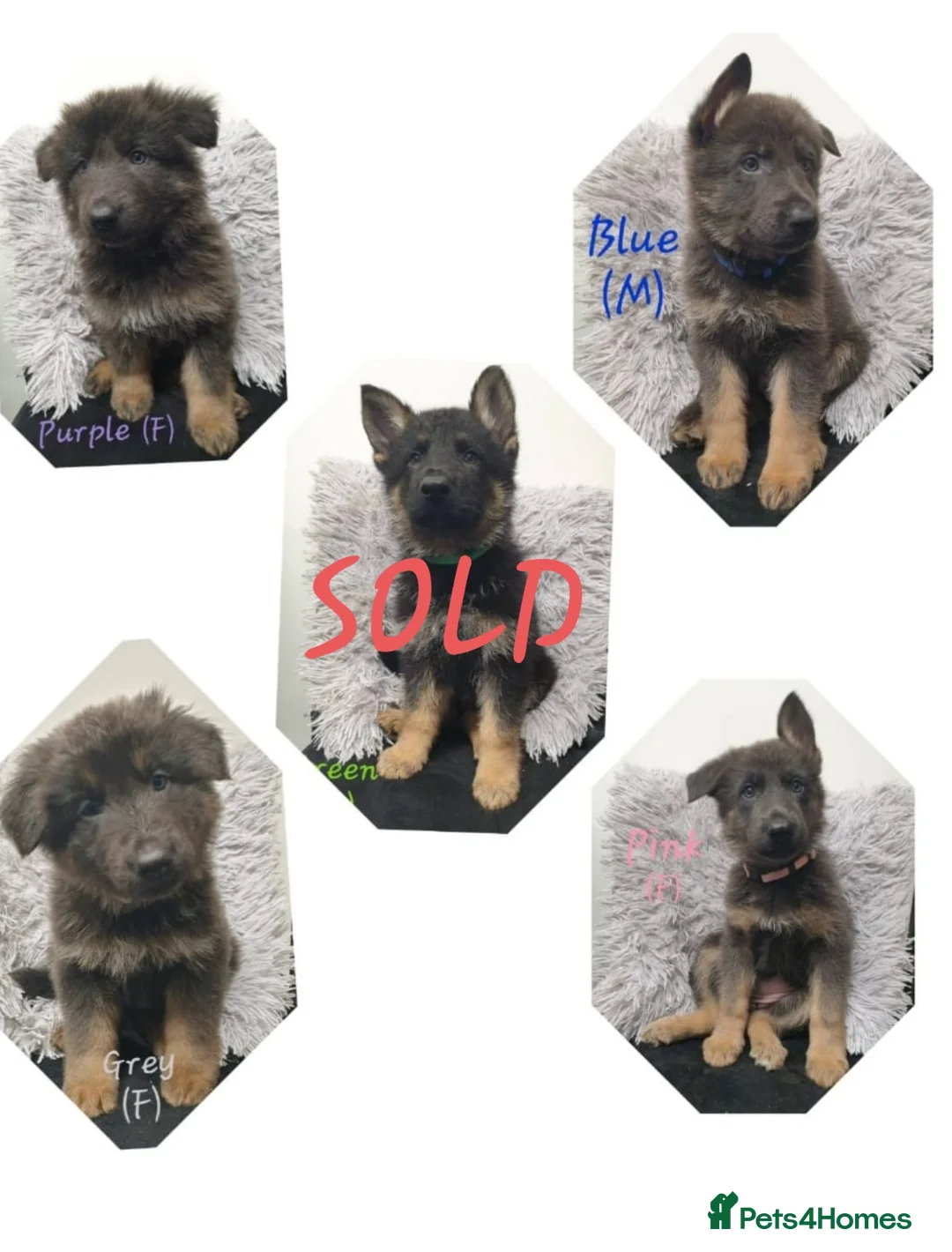 German Shepherd dogs for sale: Rare Blue German Shepherd Puppies Blue,Grey & Gold - Advert 3