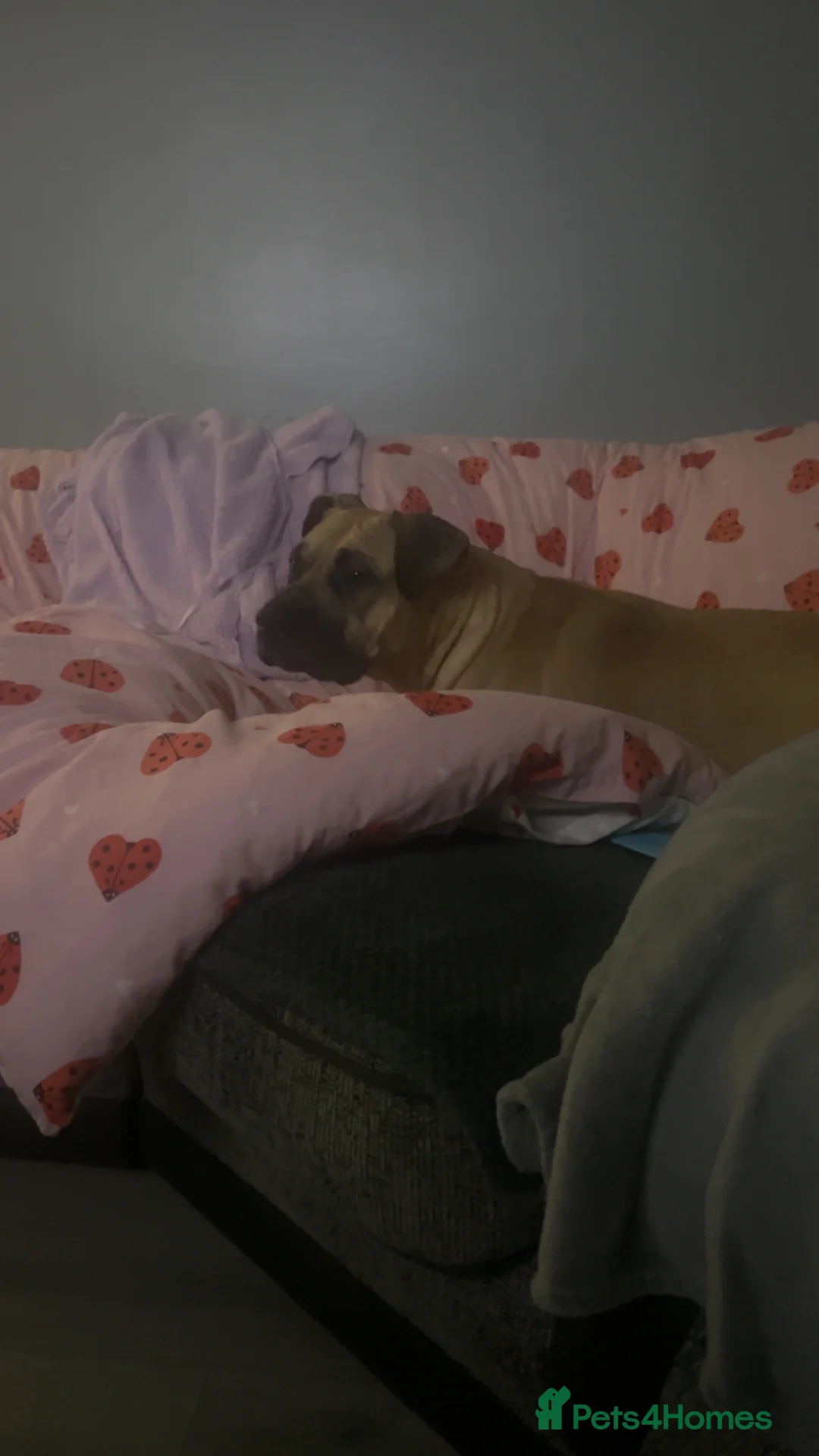 Mixed Breed dogs for sale: Presa canrio/ cane corso   in Wakefield - Advert 10